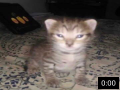 Kitten Video